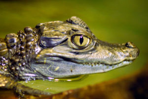 Christine comes face to face with a harmless crocodile after rescuing a baby that turns out to be herself from its mouth.