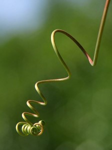 “Please excuse Mark for missing his lesson this week. He sprained his tendril.”