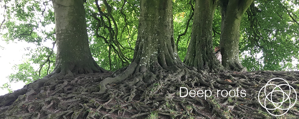 Deep Roots Jane Teresa Anderson Dreams