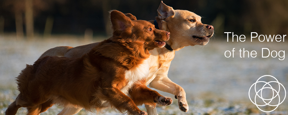 The Power of the Dog Jane Teresa Anderson